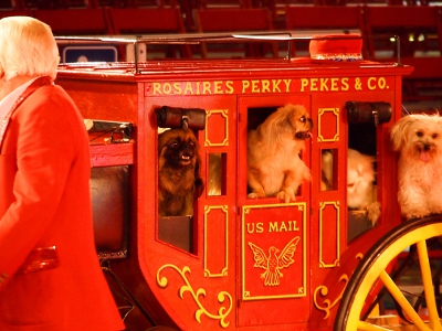 [Four dpgs sitting on or peeking through the windows of a small, red with gold trim stagecoach.]